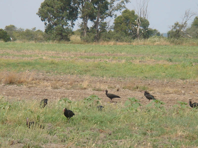 Ibis eremita! Geronticus eremita